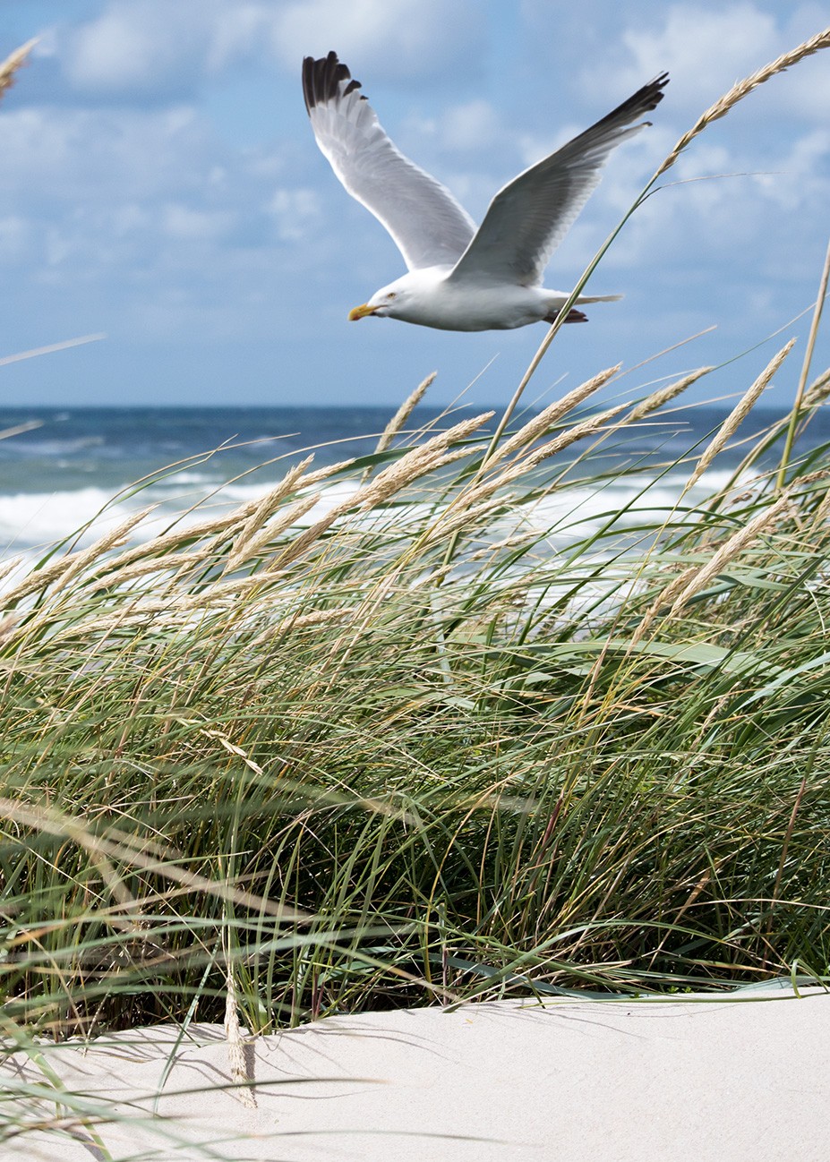 Location d'une propriété en bord de mer